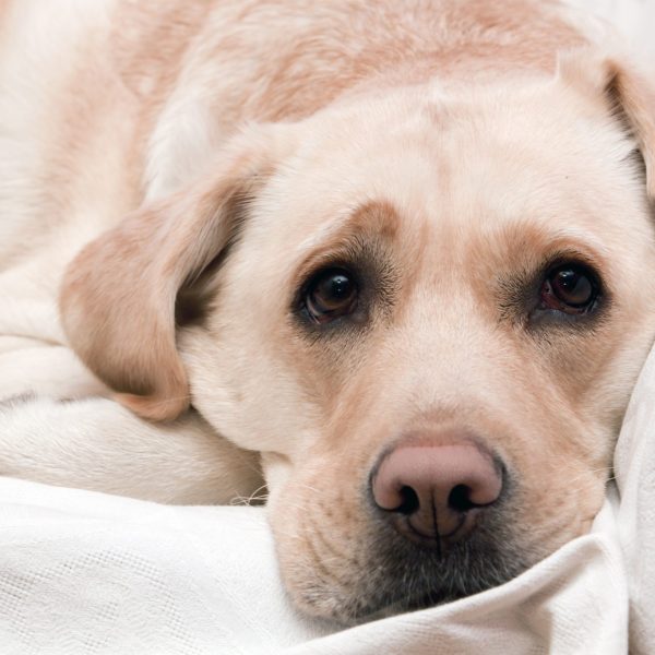 Bright,Labrador,Is,Sleeping